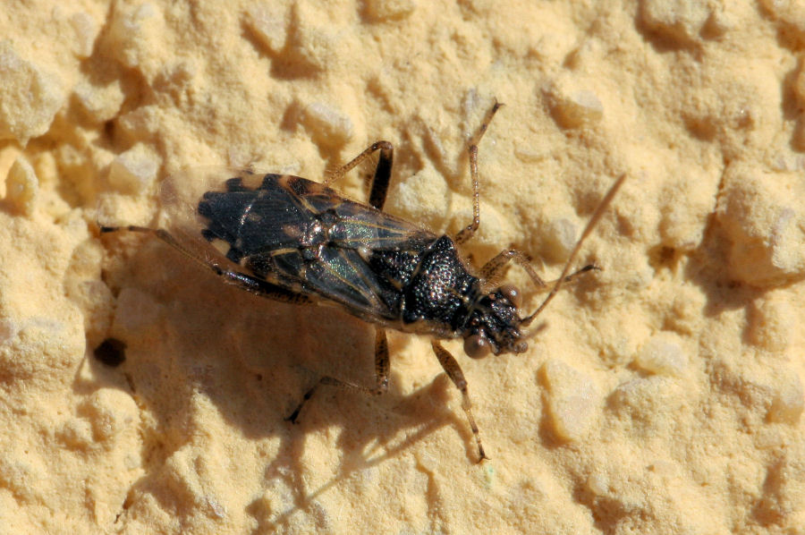 Rhopalidae: Liorhyssus hyalinus dell''Emilia (BO)